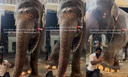 Cute moment with an elephant and his mahout (Image Source: Instagram)