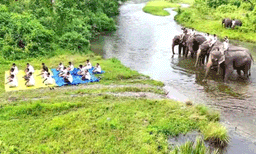 'മാറ്റും നിലവുമൊക്കെ ഔട്ട്ഡേറ്റഡ്; ഇനി കളി ആനപ്പുറത്ത്! യോഗാ ദിനത്തില് വേറിട്ട അഭ്യാസപ്രകടനവുമായി വനപാലകര്
