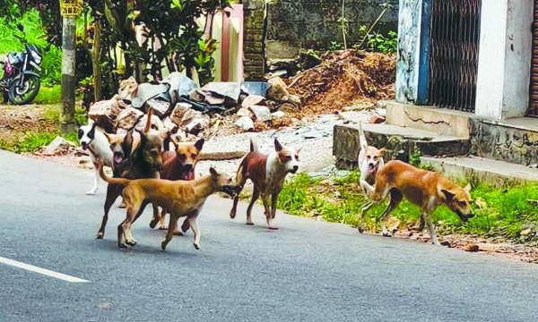 സ്കൂളില് തമ്പടിച്ചിരിക്കുന്ന നായ്കൂട്ടത്തിന്റെ ശല്യം : ചൂണ്ടലിലെ യുപി സ്കൂളില് രണ്ടാം ദിവസവും അവധി