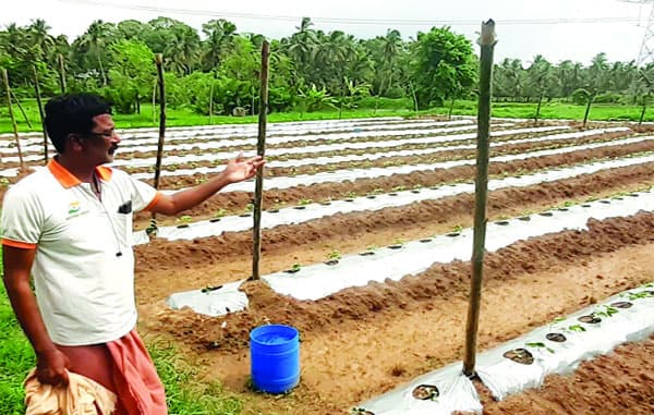 ഹൈടെക് പച്ചക്കറി കൃഷിയുമായി ബാബു