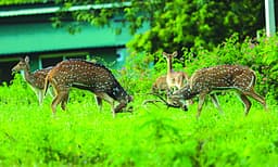 കാനനഭംഗിക്ക് മിഴിവേകി പുള്ളിമാന് കൂട്ടങ്ങള്; യാത്രയില് മതിവരുവോളം കണ്ടാസ്വദിക്കാം
