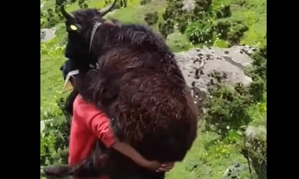 മുകളില് വെച്ച് കുട്ടി യാക്കിന് അസുഖം ബാധിച്ചു ; കിലോമീറ്ററോളം പുറത്തുചുമന്ന് മലയിറങ്ങി യുവാവ്