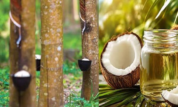 റബര്, വെളിച്ചെണ്ണയില് 'ലാഭപ്രളയം'