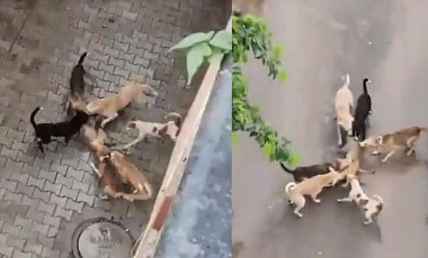 ആഗ്രയിൽ തെരുവ് നായ്ക്കൾ കുരങ്ങനെ ആക്രമിച്ചു കൊന്നു; നടുക്കം മാറാതെ പ്രദേശവാസികള്