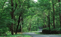 മലയോര ഹൈവേയുടെ പേരില് വന് മരംകൊള്ള ; ചാലക്കുടിയില് വിറ്റത് 273 തേക്കുമരങ്ങള് ; 18 കിലോമീറ്റര് ദൂരത്തില് മുറിച്ചു മാറ്റിയത് 60 വര്ഷത്തിലധികം പഴക്കമുള്ള മരങ്ങള്