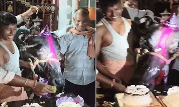 ബസന്തിയുടെ നാലാം പിറന്നാൾ ആഘോഷിച്ച് കുടുംബം; കേക്കും ബലൂണുകളുമായി പോത്തിന്റെ പിറന്നാൾ വീഡിയോ വൈറൽ