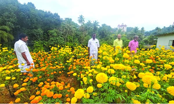 കാലാവസ്ഥാ വ്യതിയാനം ചെണ്ടുമല്ലികള് വിരിയാന് വൈകി; കര്ഷകര് പ്രതിസന്ധിയില്