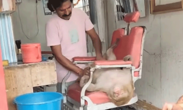 മസാജ് ചെയ്യാനെത്തിയ പുതിയ കസ്റ്റമറെ കണ്ട് അമ്പരന്ന് ജീവനക്കാർ; കസേരയിൽ സുഖിച്ചിരുന്നത് കുരങ്ങൻ