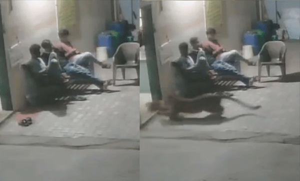 ആളുകൾ തൊട്ടടുത്തിരുന്നിട്ടും നായയെ കടിച്ചെടുത്ത് പുള്ളിപ്പുലി; നിമിഷങ്ങൾക്കകം കാട്ടിലേക്ക്, ഞെട്ടിക്കുന്ന സിസിടിവി ദൃശ്യങ്ങൾ വൈറൽ